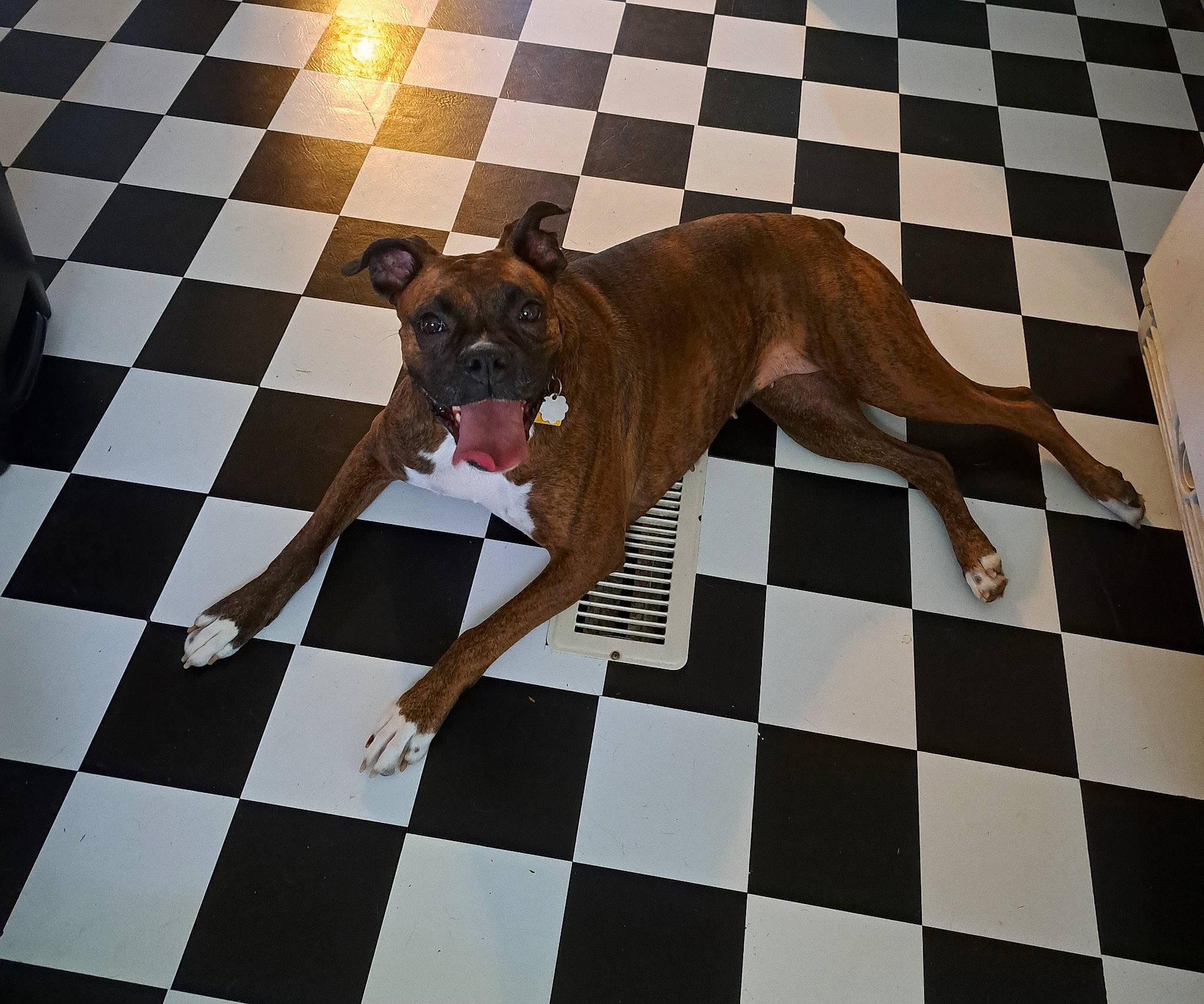 Maylynn joined the competition — help win amazing prizes! boxer, carnivore, companion_dog, dog, dog_breed, dog_supply, fawn, floor, flooring, hardwood, liver, pattern, paw, snout, sporting_group, symmetry, tail, terrestrial_animal, wood, working_animal