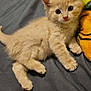 kitten, cat, pet, animal, furry, cute, indoor, bed, blanket, yellow, blue, fur, small, young, lying_down, looking, curious, soft, whiskers, ears