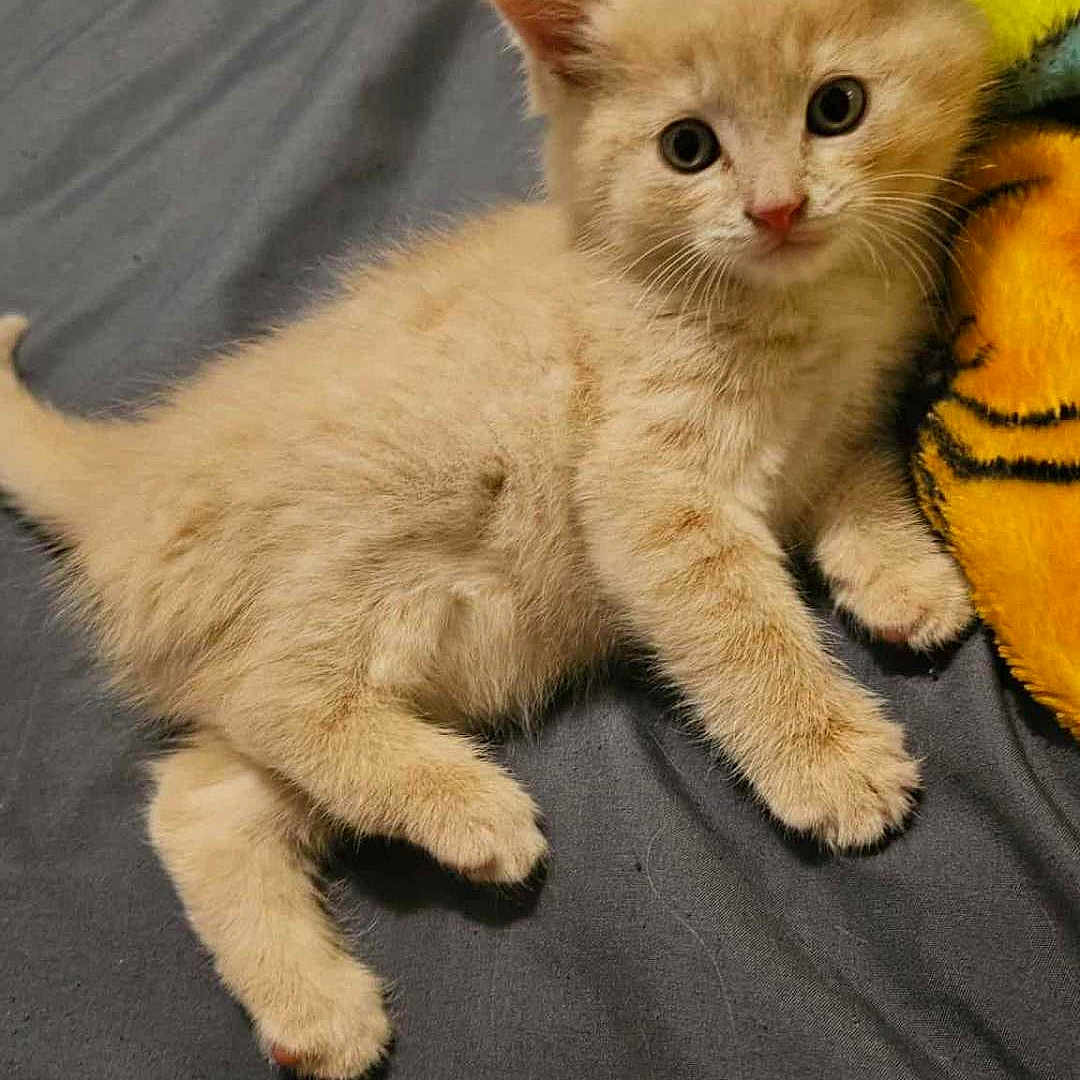 Humphrey joined the competition — help win amazing prizes! animal, bed, blanket, blue, cat, curious, cute, ears, fur, furry, indoor, kitten, looking, lying_down, pet, small, soft, whiskers, yellow, young