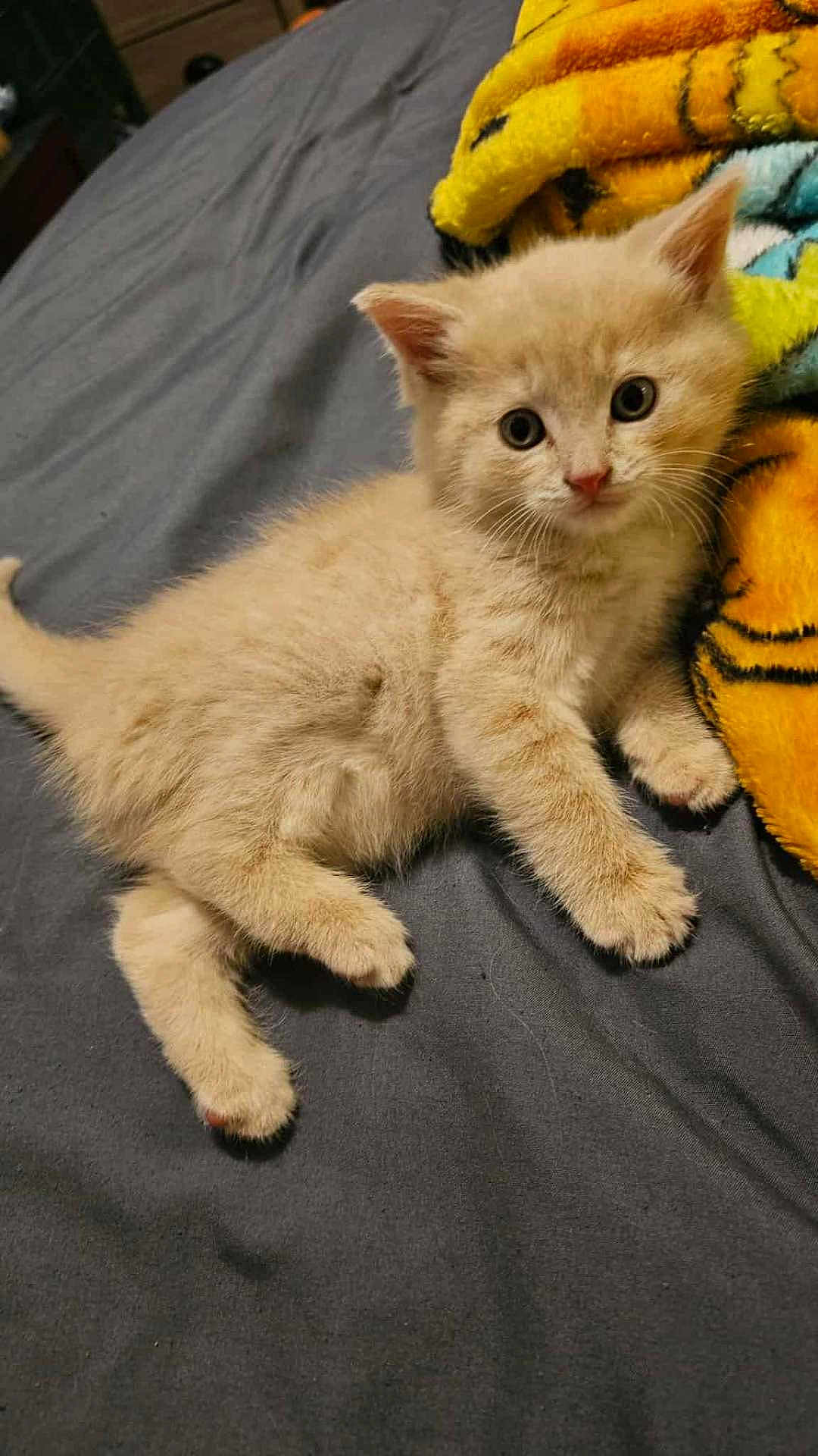 Humphrey joined the competition — help win amazing prizes! kitten, cat, pet, animal, furry, cute, indoor, bed, blanket, yellow, blue, fur, small, young, lying_down, looking, curious, soft, whiskers, ears