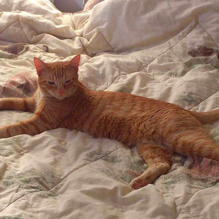 Pumpkin