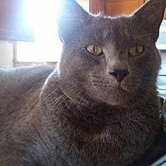 Meow Meow
