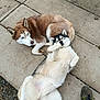 Vilkas participe au concours pour gagner de l'argent avec cette photo : dog, husky, pet, outdoor, concrete, pavement, fur, lying_down, relaxed, companion, animal, cute, friendship, playful, resting, paw, canine, two_dogs, casual, human_foot
