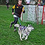 man, dog, husky, running, grass, outdoor, harness, people, fence, trees, sport, exercise, leash, nature, active, canine, competition, field, casual, fun