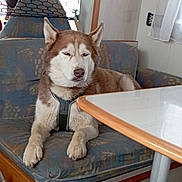 Rocket participe au concours pour gagner de l'argent avec cette photo : dog, husky, pet, indoor, bench, table, camper, rv, netting, blanket, seat, fur, resting, domestic_animal, animal, cozy, window, curtain, floor, harness