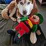 dog, husky, blue_eyes, plush_toy, leprechaun, indoor, mat, wooden_door, floor, pet, animal, fur, toy, cute, laying_down, domestic, cozy, room, natural_light, pet_toy