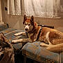 Rocket participe au concours pour gagner de l'argent avec cette photo : dog, husky, indoor, bench, furniture, curtains, pet, animal, fur, canine, cozy, resting, domestic, mammal, harness, floor, pattern, two_dogs, looking, relaxed