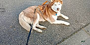 Rocket participe au concours pour gagner de l'argent avec cette photo : dog, husky, leash, harness, pavement, sidewalk, outdoor, pet, canine, resting, brown, white, fur, animal, walking, road, curb, daylight, street, leashed