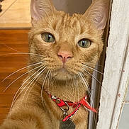 Sammi is registered to the contest to win money with this photo: animal, cat, close_up, collar, curious, cute, domestic_cat, ears, face, feline, fur, green_eyes, indoor, looking_at_camera, nose, orange_tabby, pet, portrait, tag, whiskers