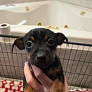 Autumn Grace is registered to the contest to win money with this photo: puppy, dog, wet, bathtub, hand, indoor, pet, young, brown, black, face, eyes, ears, blanket, heart_pattern, toilet_paper, fence, tile_wall, holding, cute