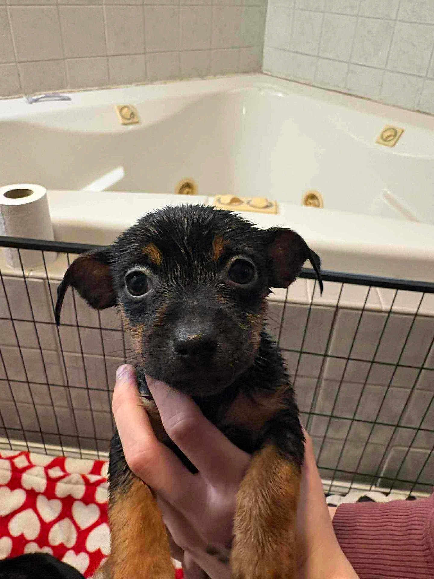 Autumn Grace is registered to the contest to win money with this photo: puppy, dog, wet, bathtub, hand, indoor, pet, young, brown, black, face, eyes, ears, blanket, heart_pattern, toilet_paper, fence, tile_wall, holding, cute