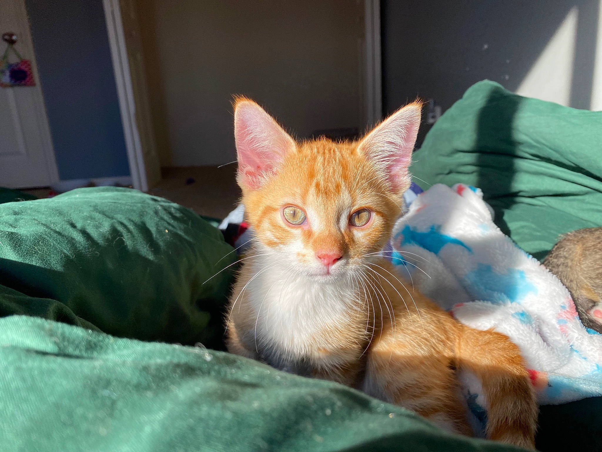 Campbell joined the competition — help win amazing prizes! carnivore, cat, claw, comfort, domestic_short_haired_cat, door, fawn, felidae, fur, grass, lap, nap, paw, sitting, small_to_medium_sized_cats, snout, tail, terrestrial_animal, whiskers, window