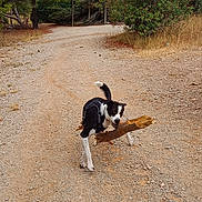 Milo participe au concours pour gagner de l'argent avec cette photo : dog, black_and_white, stick, gravel_path, trees, bushes, outdoor, nature, animal, pet, canine, playful, walking, daytime, landscape, forest, trail, fur, tail, sky