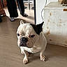 Marlai participe au concours pour gagner de l'argent avec cette photo : dog, french_bulldog, indoor, wooden_floor, cabinet, person, pants, slippers, black_pants, white_dog, pet, floor, room, fur, animal, expression, standing, looking_away, domestic, cozy