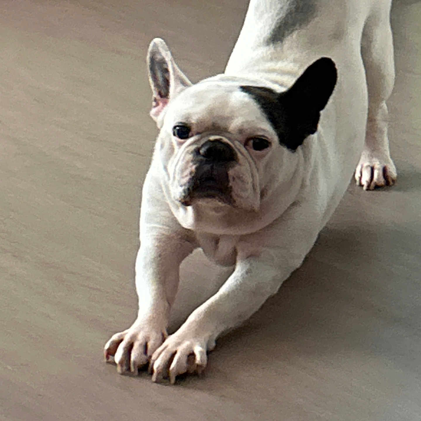 Marlai