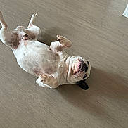 Marlai participe au concours pour gagner de l'argent avec cette photo : dog, pet, indoor, floor, wooden_floor, lying_down, relaxed, playful, white_fur, short_fur, animal, canine, companion_animal, domestic_animal, paw, snout, ear, cute, resting, funny_pose