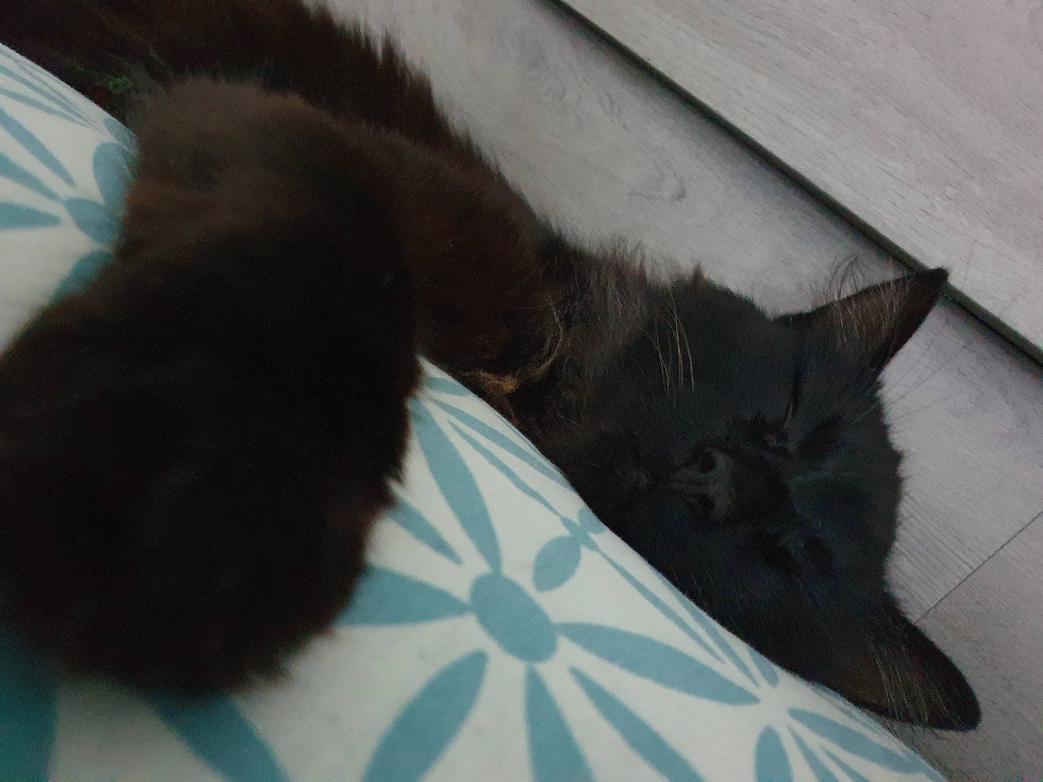 Placo a rejoint le concours — aidez-le/la à gagner de superbes lots ! black_cat, bombay, canidae, carnivore, cat, claw, comfort, dog_breed, domestic_short_haired_cat, felidae, flooring, fur, human_leg, nap, paw, small_to_medium_sized_cats, snout, tail, terrestrial_animal, whiskers