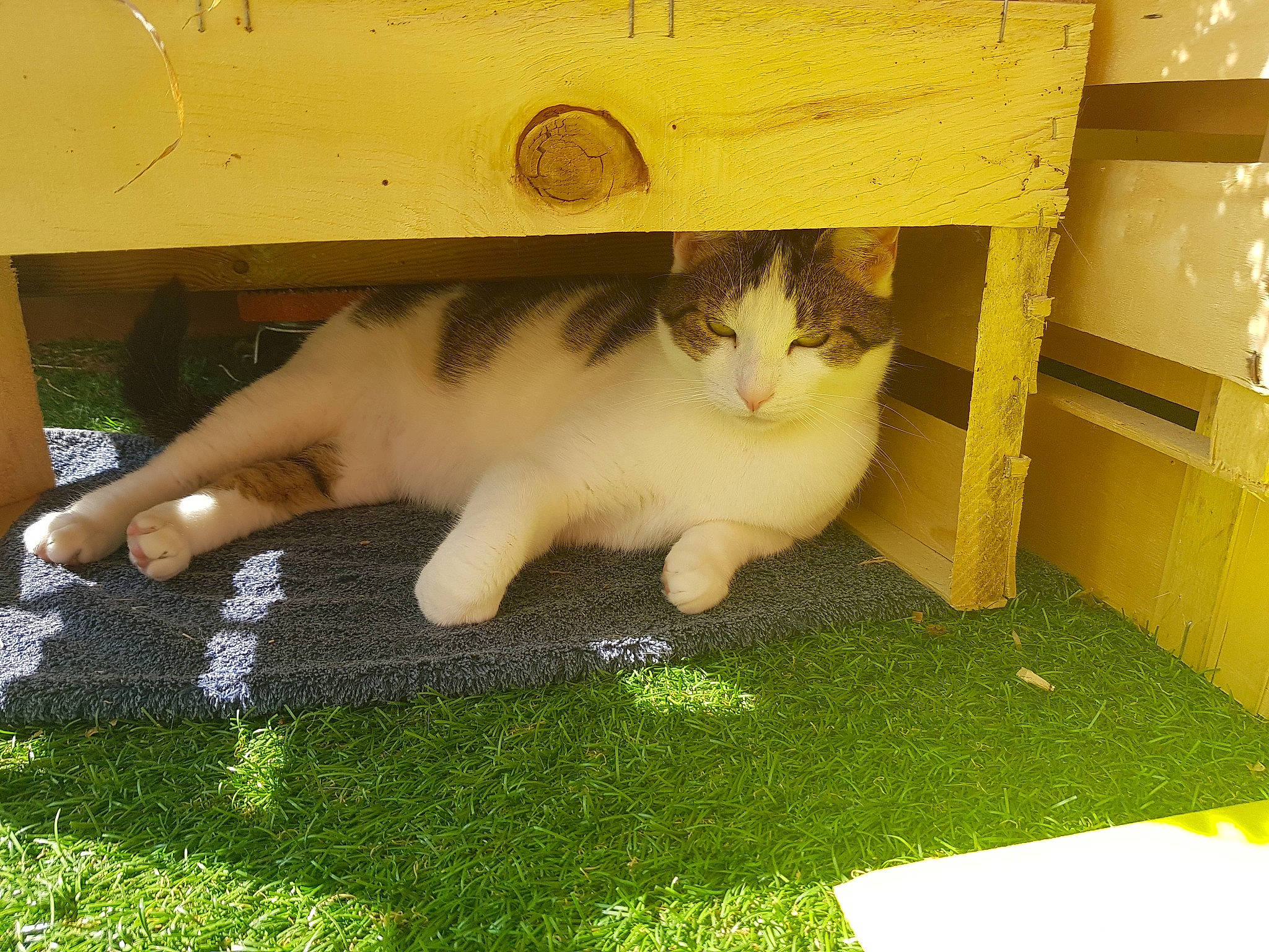 Dakota a rejoint le concours — aidez-le/la à gagner de superbes lots ! carnivore, cat, domestic_short_haired_cat, fawn, felidae, fur, grass, paw, photo_caption, plant, small_to_medium_sized_cats, snout, tail, tree, whiskers, wood