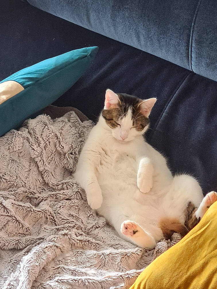 Dakota a rejoint le concours — aidez-le/la à gagner de superbes lots ! bed, bedding, carnivore, cat, comfort, couch, domestic_short_haired_cat, fawn, felidae, fur, linens, mammal, nap, paw, sitting, small_to_medium_sized_cats, tail, textile, vertebrate, whiskers