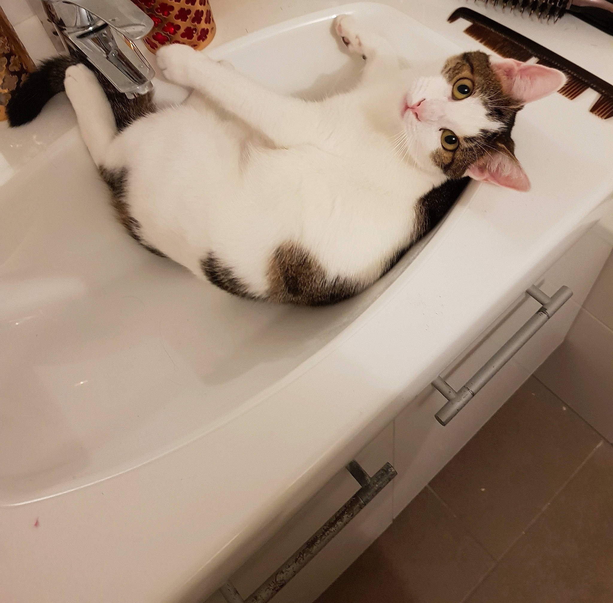 Dakota participe au concours pour gagner de l'argent avec cette photo : carnivore, cat, comfort, domestic_short_haired_cat, felidae, fur, home_appliance, mammal, metal, office_equipment, paw, plumbing, plumbing_fixture, room, sink, small_to_medium_sized_cats, tail, tap, whiskers, white