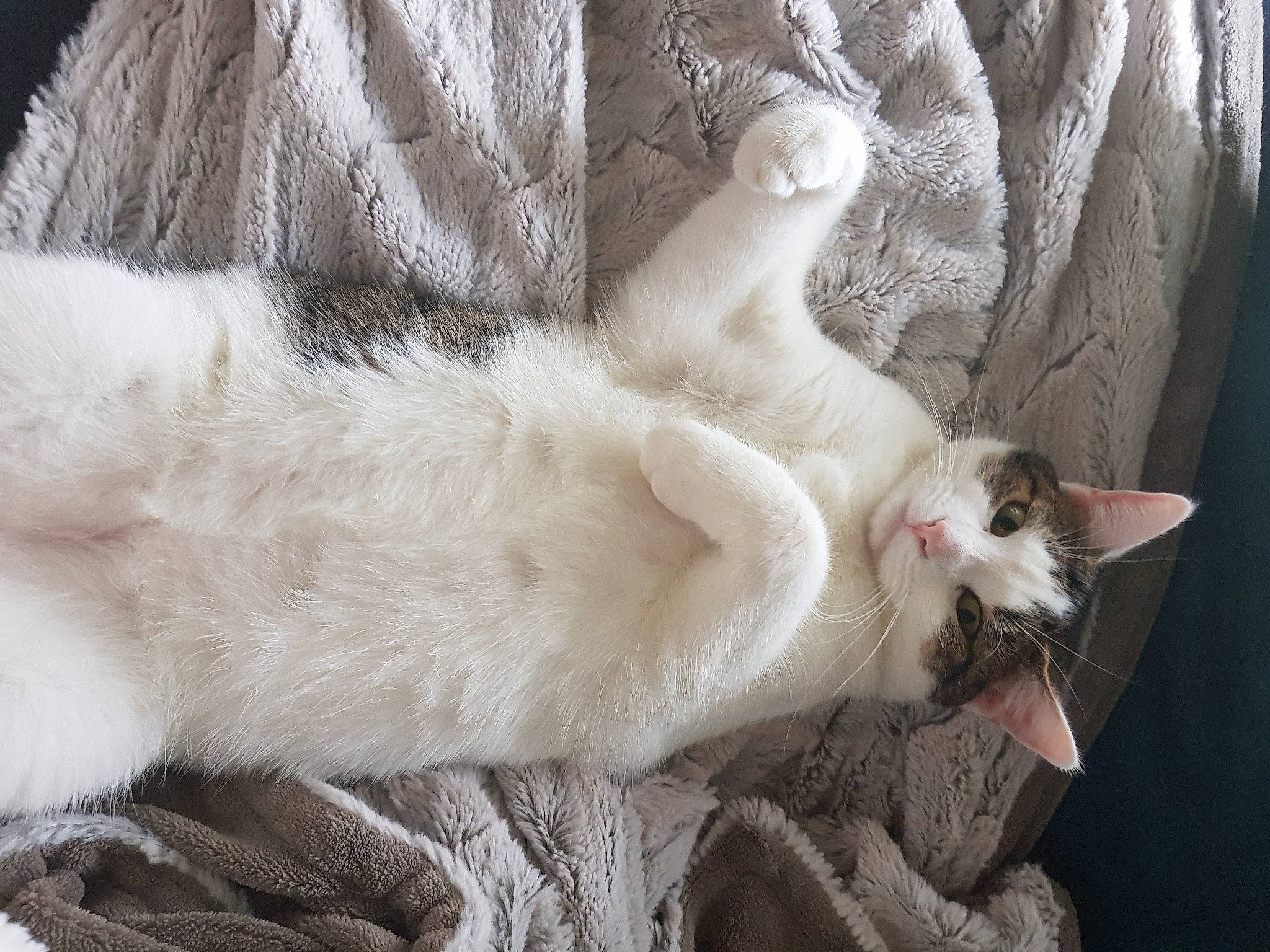 Dakota a rejoint le concours — aidez-le/la à gagner de superbes lots ! carnivore, cat, claw, comfort, domestic_short_haired_cat, fawn, felidae, fur, grey, nap, paw, small_to_medium_sized_cats, snout, tail, whiskers