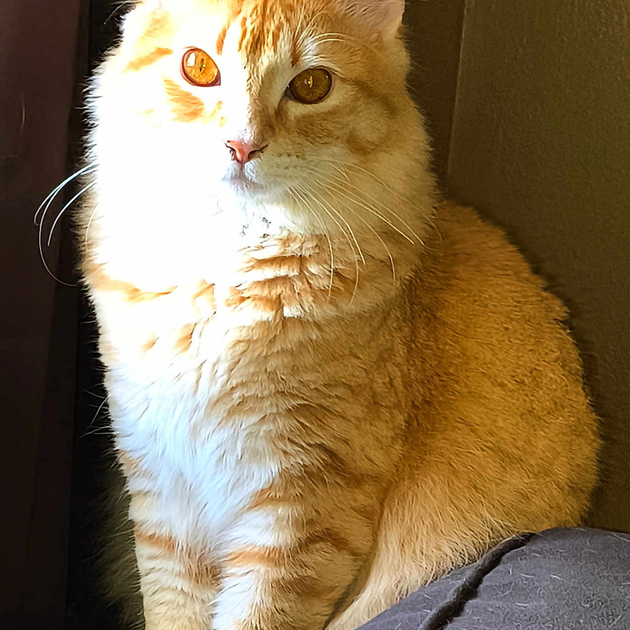 Buddy is registered to the contest to win money with this photo: animal, cat, cozy, cute, domestic_cat, ears, eyes, feline, fur, indoor, orange_tabby, pet, portrait, relaxed, shadow, sitting, soft_surface, sunlight, whiskers, window_light