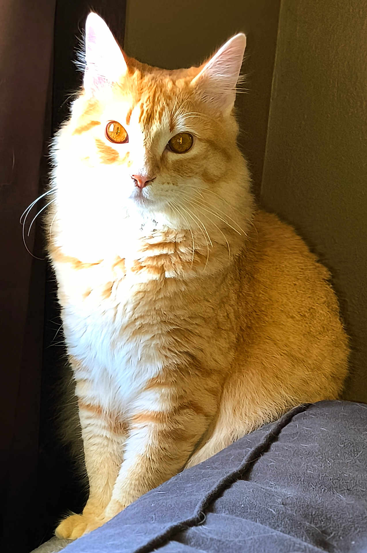 Buddy