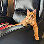 Buddy is registered to the contest to win money with this photo: animal, armrest, black_chair, calm, cat, comfort, cozy, ears, fur, furniture, home, indoor, leather_chair, orange_tabby, paw, pet, relaxed, sitting, striped_blanket, whiskers