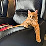 animal, armrest, black_chair, calm, cat, comfort, cozy, ears, fur, furniture, home, indoor, leather_chair, orange_tabby, paw, pet, relaxed, sitting, striped_blanket, whiskers