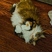 Harley joined the competition — help win amazing prizes! cat, fluffy, relaxed, wooden_floor, pet, animal, fur, indoor, cute, lying_down, paws, tabby, white_fur, brown_fur, cozy, domestic_cat, whiskers, sleepy, looking, resting