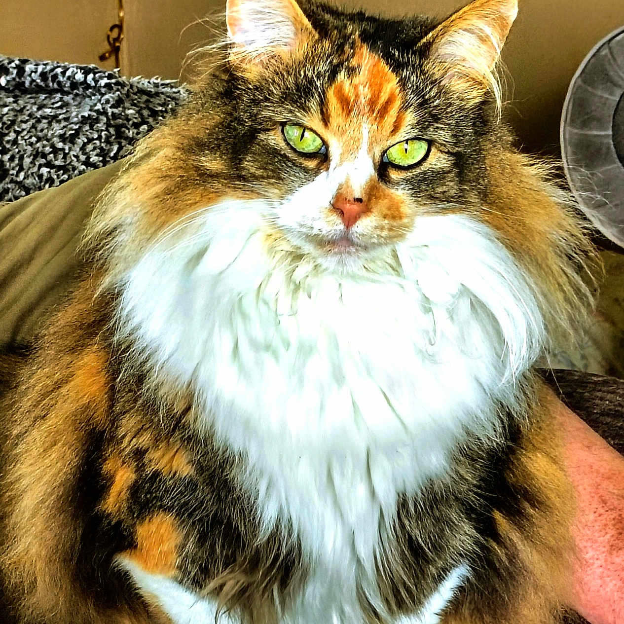 Harley
