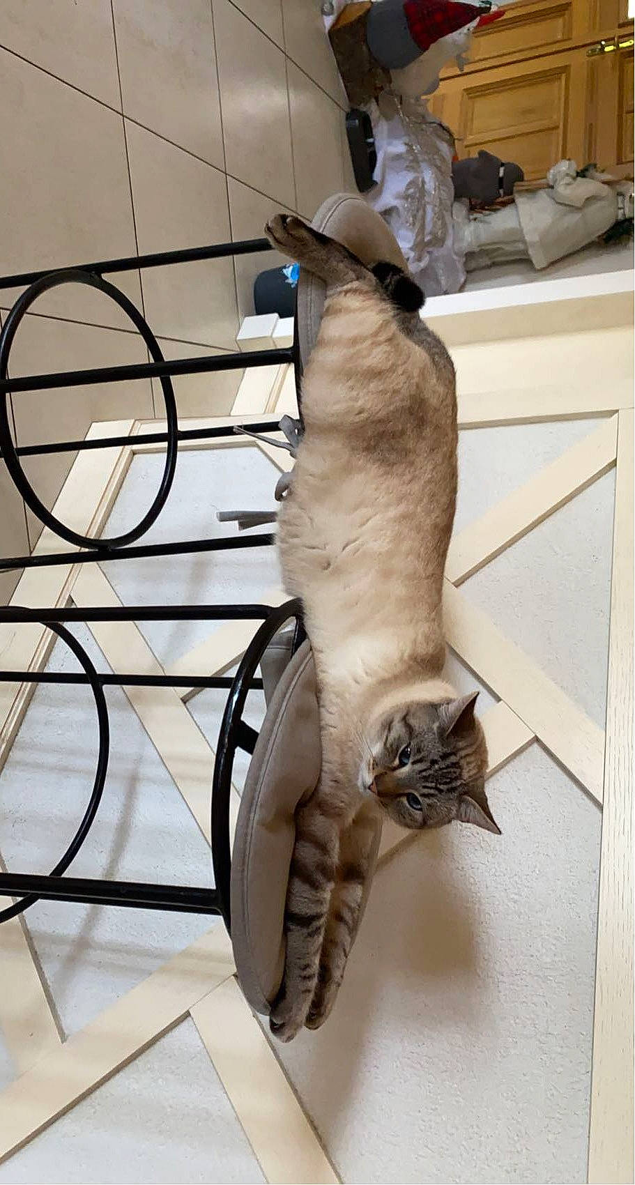 Kal a rejoint le concours — aidez-le/la à gagner de superbes lots ! carnivore, cat, cat_supply, comfort, domestic_short_haired_cat, fawn, felidae, fur, metal, pet_supply, siamese, small_to_medium_sized_cats, tail, whiskers