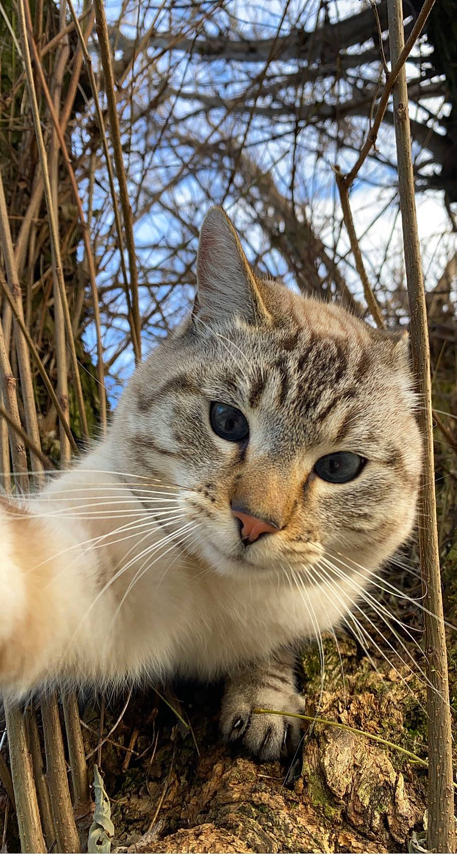 Kal a rejoint le concours — aidez-le/la à gagner de superbes lots ! carnivore, cat, claw, domestic_short_haired_cat, fawn, felidae, fur, grass, plant, sky, small_to_medium_sized_cats, snout, tail, terrestrial_animal, tree, twig, whiskers, wildlife, winter, wood