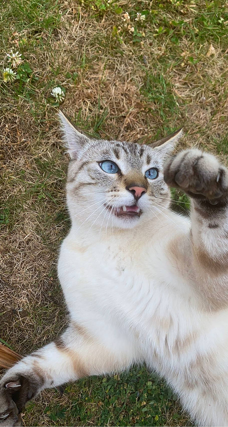 Kal a rejoint le concours — aidez-le/la à gagner de superbes lots ! carnivore, cat, collar, domestic_short_haired_cat, fang, fawn, felidae, fur, grass, grassland, paw, plant, small_to_medium_sized_cats, snout, tail, terrestrial_animal, whiskers, wildlife