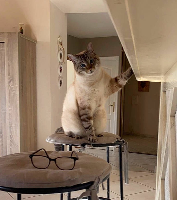 Kal participe au concours pour gagner de l'argent avec cette photo : carnivore, cat, cat_supply, ceiling, chair, comfort, domestic_short_haired_cat, door, felidae, floor, flooring, grey, hardwood, interior_design, shelf, small_to_medium_sized_cats, stairs, tail, whiskers, wood