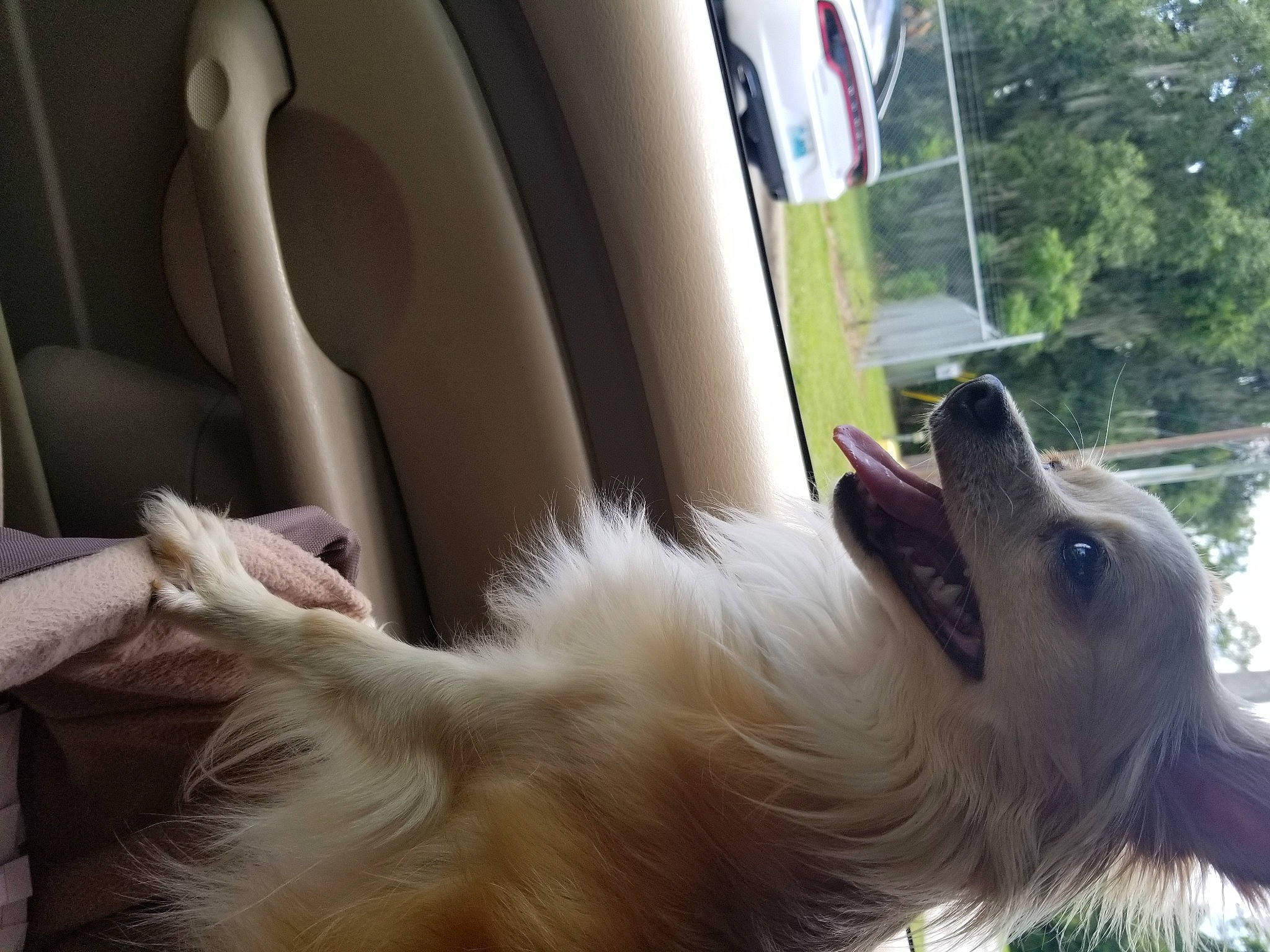 Toddie is registered to the contest to win money with this photo: canidae, car, carnivore, companion_dog, dog, dog_breed, german_spitz, german_spitz_klein, german_spitz_mittel, indian_spitz, plant, samoyed, spitz, tail, toy_dog, tree, vehicle, vehicle_door, volpino_italiano, whiskers