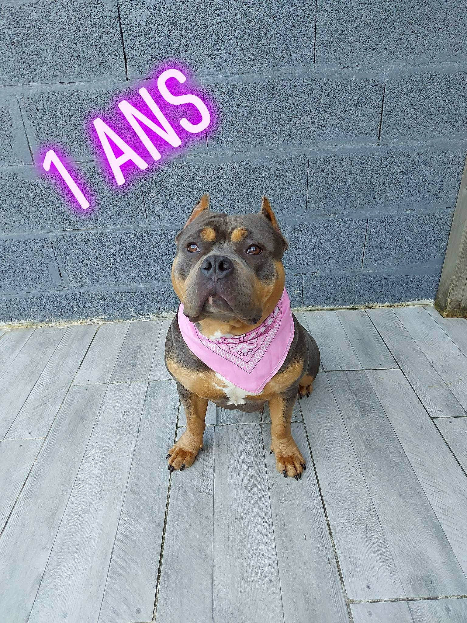 Shelby a rejoint le concours — aidez-le/la à gagner de superbes lots ! asphalt, bulldog, canidae, carnivore, collar, companion_dog, concrete, dog, dog_breed, fawn, flooring, font, leash, molosser, road_surface, sidewalk, snout, sporting_group, toy_dog, wrinkle