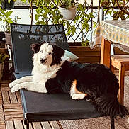Aïko participe au concours pour gagner de l'argent avec cette photo : dog, lounge_chair, outdoor, plants, greenery, wooden_floor, wooden_table, tablecloth, relaxing, pet, domestic_animal, fur, black_and_white, dog_breed, canine, sunlight, home_garden, decor, cozy, resting