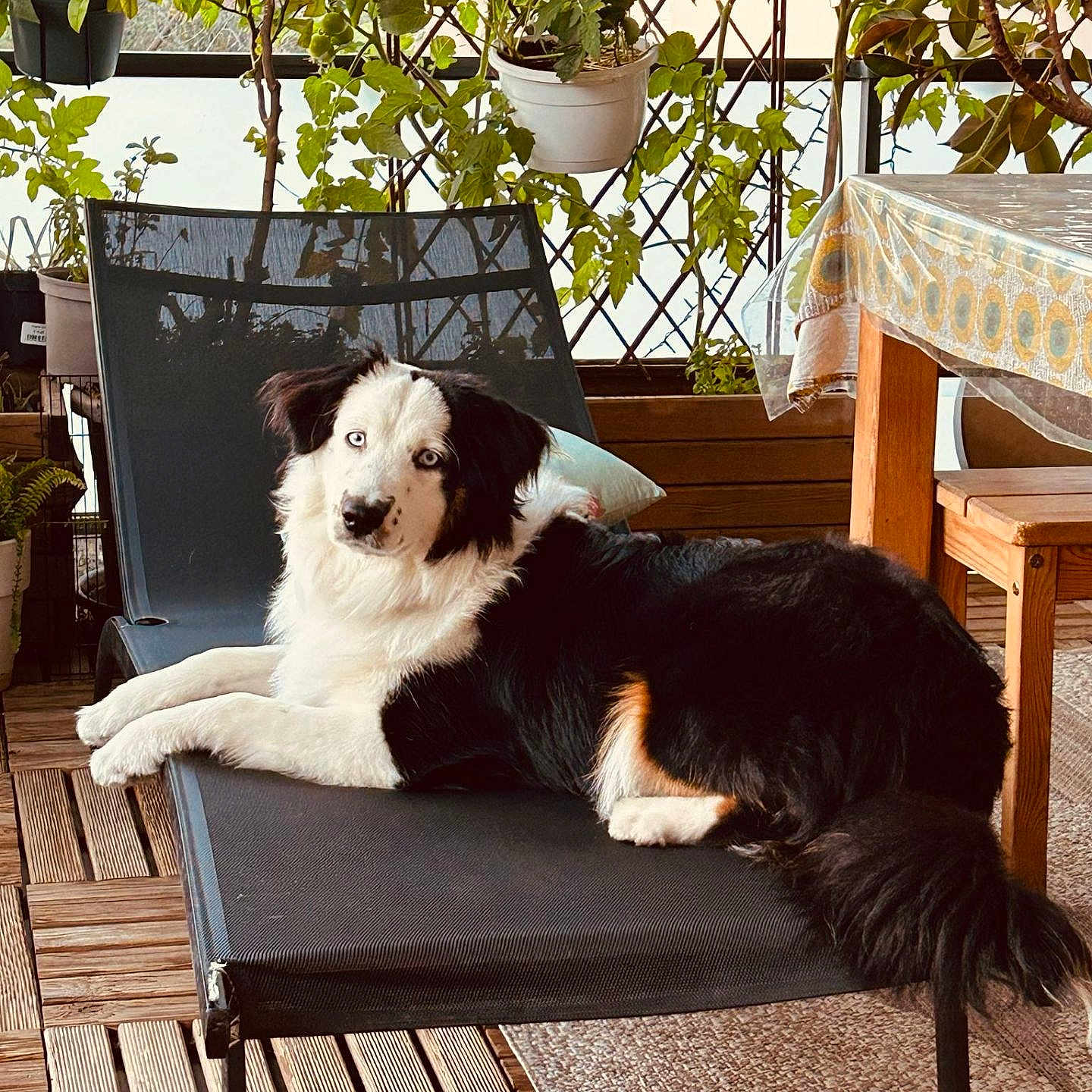 Aïko participe au concours pour gagner de l'argent avec cette photo : dog, lounge_chair, outdoor, plants, greenery, wooden_floor, wooden_table, tablecloth, relaxing, pet, domestic_animal, fur, black_and_white, dog_breed, canine, sunlight, home_garden, decor, cozy, resting