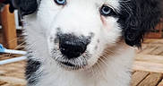 Aïko a rejoint le concours — aidez-le/la à gagner de superbes lots ! adorable, animal, black_and_white, blue_eyes, canine, close_up, companion, curious, cute, dog, fluffy, fur, indoor, looking, pet, portrait, puppy, small, wooden_floor, young_dog