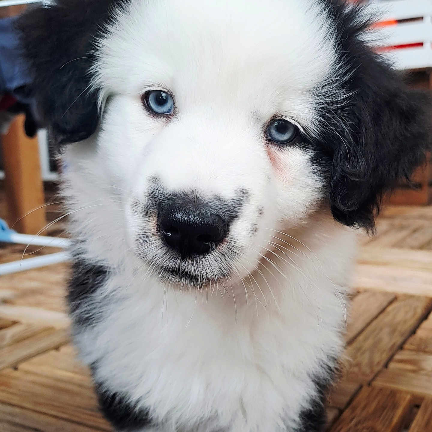 Aïko a rejoint le concours — aidez-le/la à gagner de superbes lots ! adorable, animal, black_and_white, blue_eyes, canine, close_up, companion, curious, cute, dog, fluffy, fur, indoor, looking, pet, portrait, puppy, small, wooden_floor, young_dog