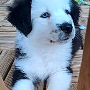 Aïko a rejoint le concours — aidez-le/la à gagner de superbes lots ! animal, ball, black_and_white, blue_eyes, close_up, cute, dog, fluffy, fur, indoor, pet, playful, portrait, puppy, resting, rope_toy, toy, wooden_arch, wooden_surface, young_animal