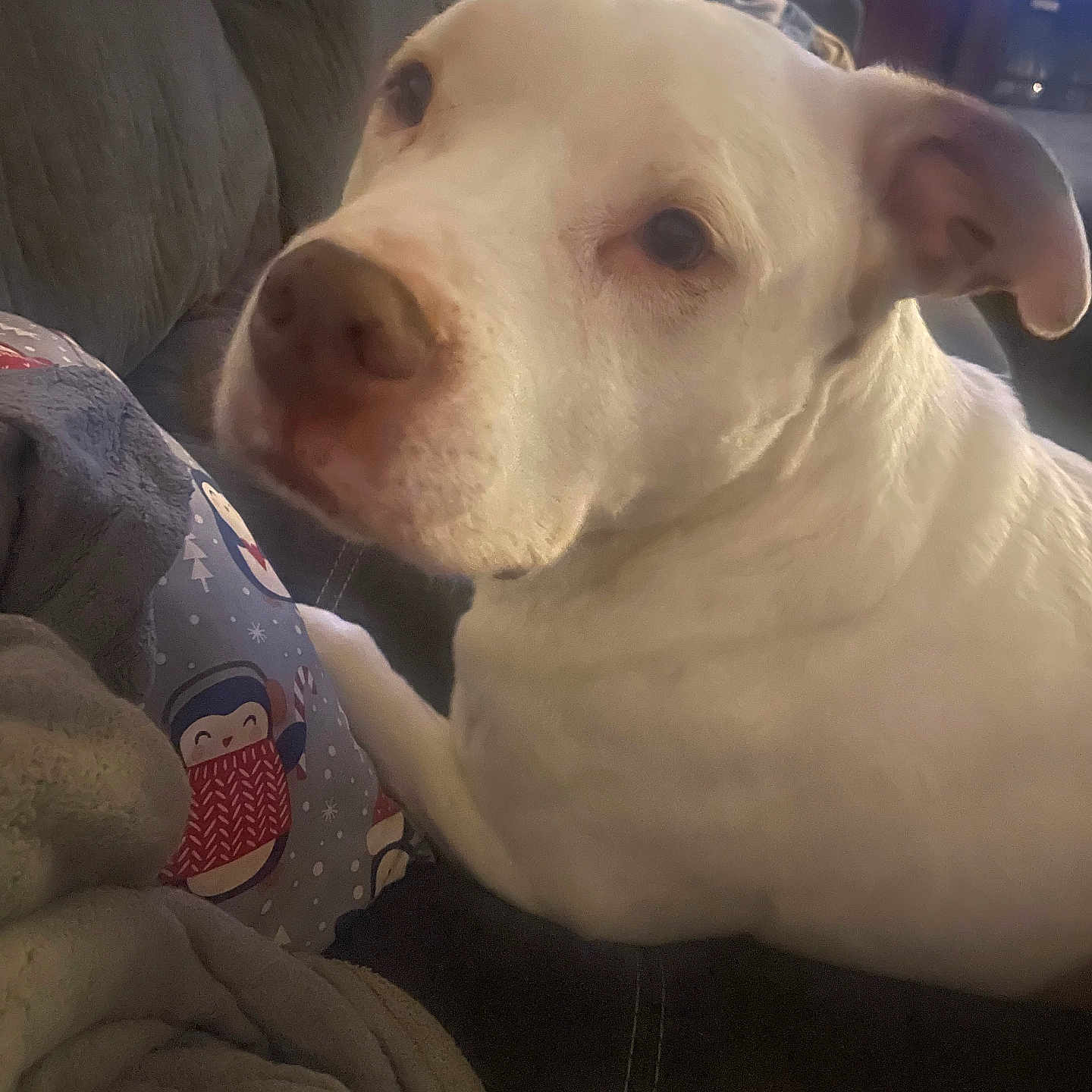 Milo is registered to the contest to win money with this photo: dog, white_dog, close_up, indoor, couch, blanket, pillow, penguin_pattern, winter_theme, pet, animal, relaxed, cozy, soft_lighting, furniture, home, portrait, companion, cute, friendly