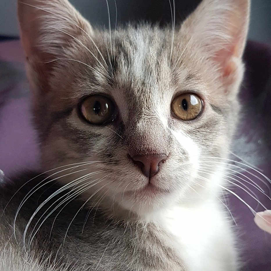 Saï participe au concours pour gagner de l'argent avec cette photo : animal, cat, close_up, curious, cute, ears, eyes, face, feline, fur, gray, indoor, kitten, looking, pet, portrait, soft_light, whiskers, white, young