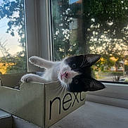 Tom joined the competition — help win amazing prizes! cat, kitten, box, window, windowsill, black_and_white, pet, animal, curious, indoor, sunlight, daylight, nature, tree, house, outdoor, relaxing, small, feline, playful