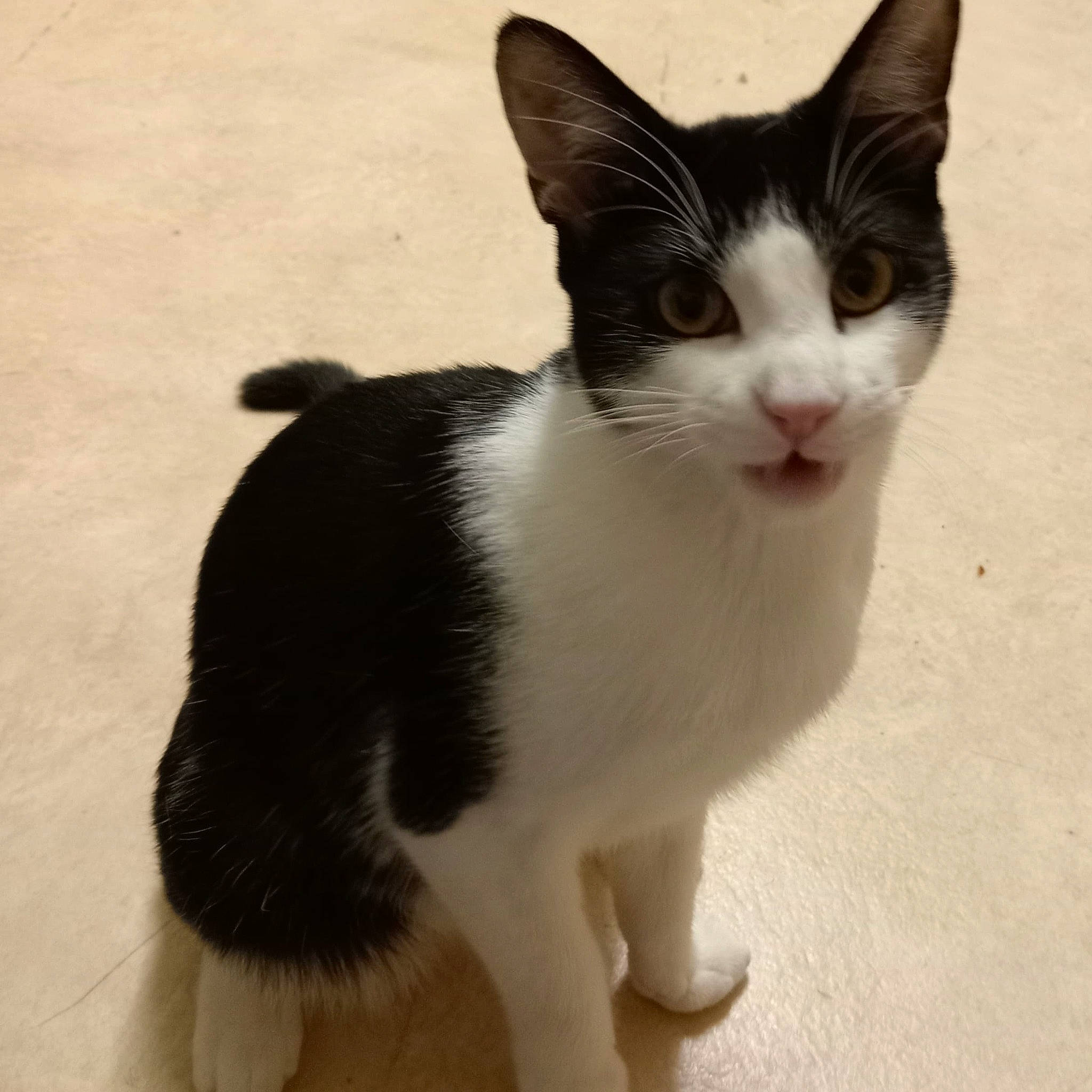 Arrow joined the competition — help win amazing prizes! carnivore, cat, domestic_short_haired_cat, felidae, foot, fur, paw, small_to_medium_sized_cats, snout, tail, whiskers