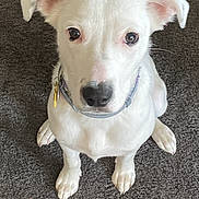 Abby joined the competition — help win amazing prizes! dog, white_dog, pet, looking_up, carpet, indoor, collar, ears, paws, cute, animal, mammal, sitting, companion, friendly, domestic, fur, snout, canine, alert
