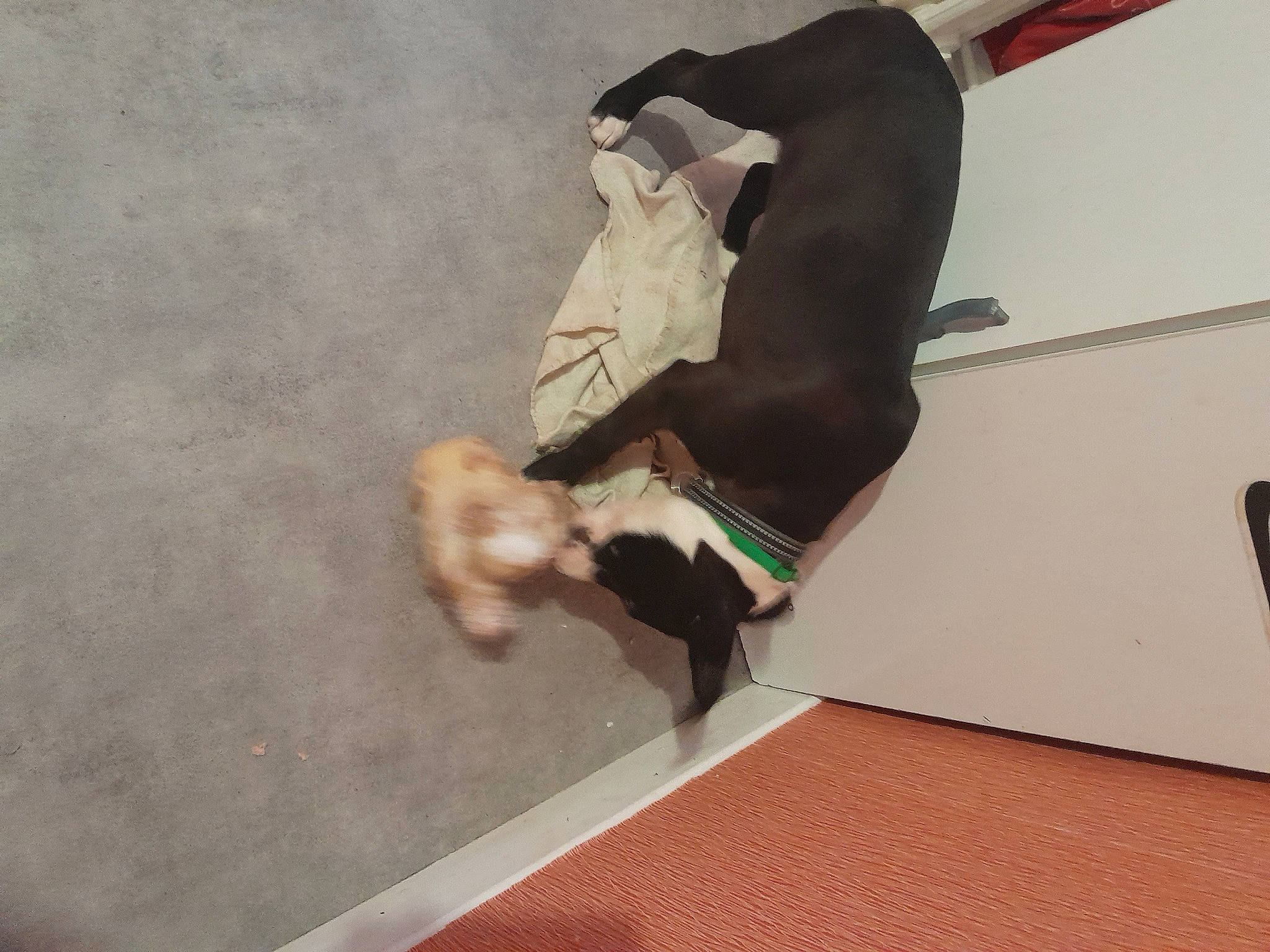 Tyson a rejoint le concours — aidez-le/la à gagner de superbes lots ! balance, barefoot, canidae, carnivore, companion_dog, dog, dog_breed, elbow, fawn, floor, flooring, foot, hardwood, human_leg, knee, recreation, sporting_group, thigh, wood, wrist