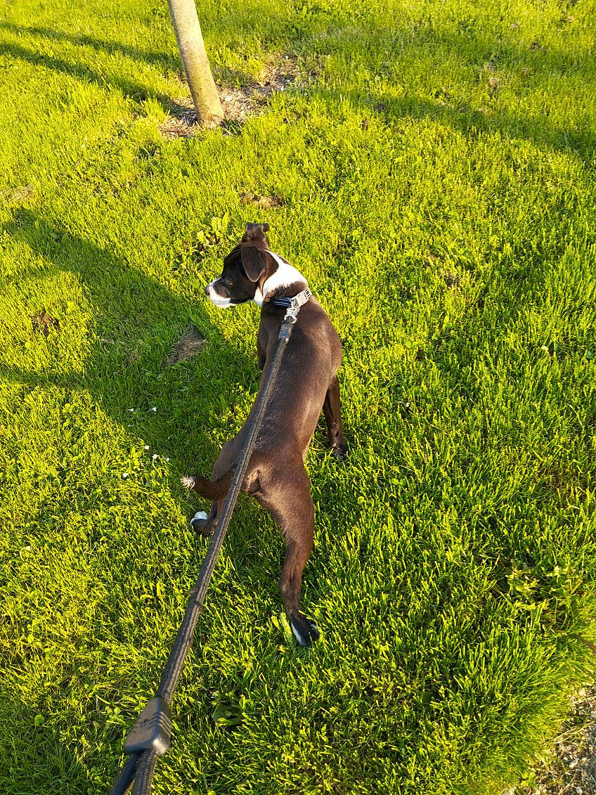 Tyson a rejoint le concours — aidez-le/la à gagner de superbes lots ! canidae, carnivore, companion_dog, dog, dog_breed, fawn, field, grass, grass_family, grassland, groundcover, lawn, meadow, pasture, people_in_nature, plant, shadow, shrub, sunlight, tail