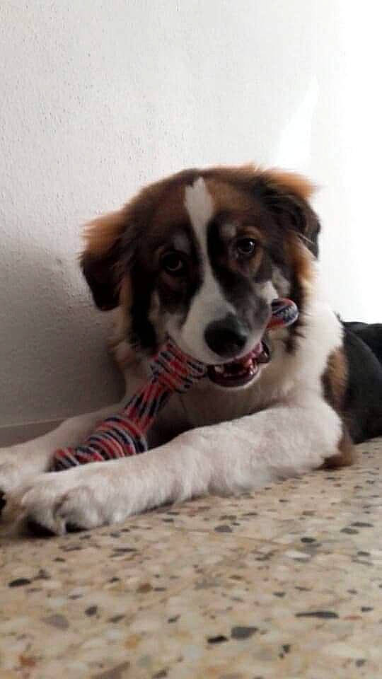 Roxy participe au concours pour gagner de l'argent avec cette photo : border_collie, canidae, carnivore, companion_dog, dog, dog_breed, flooring, fur, gun_dog, herding_dog, pyrenean_mastiff, snout, sporting_group, working_dog